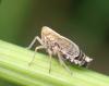 Megadelphax sordidulus